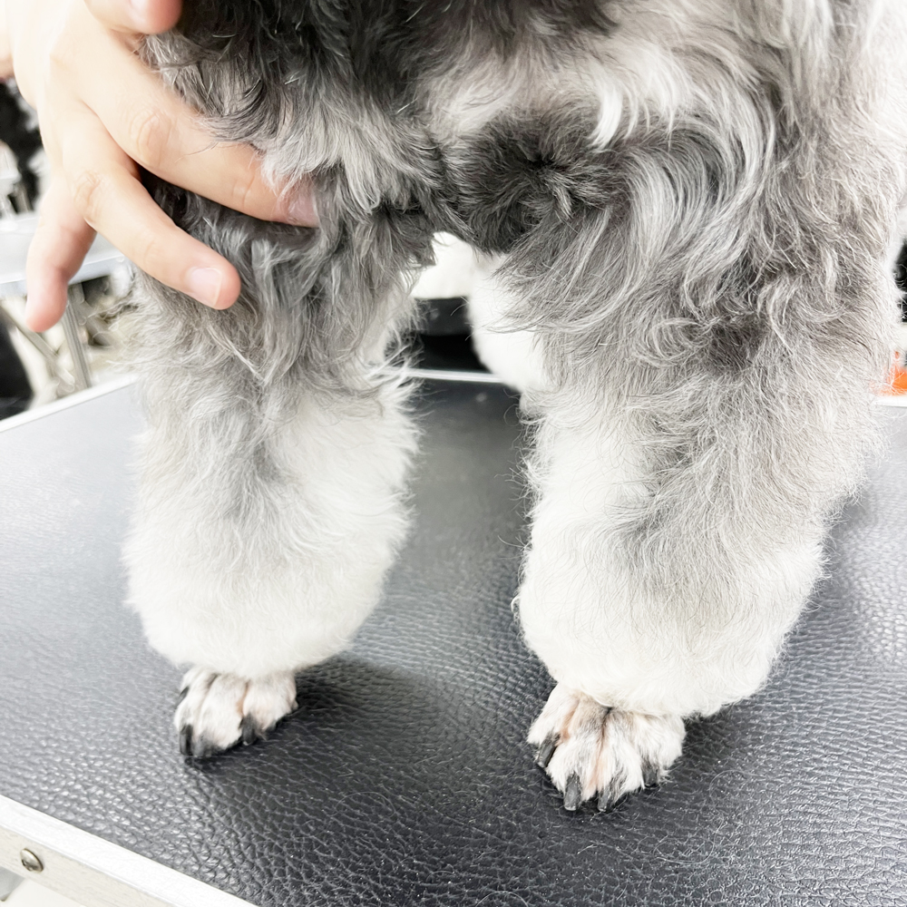 ２年生はお客様の愛犬をトリミング♪②
